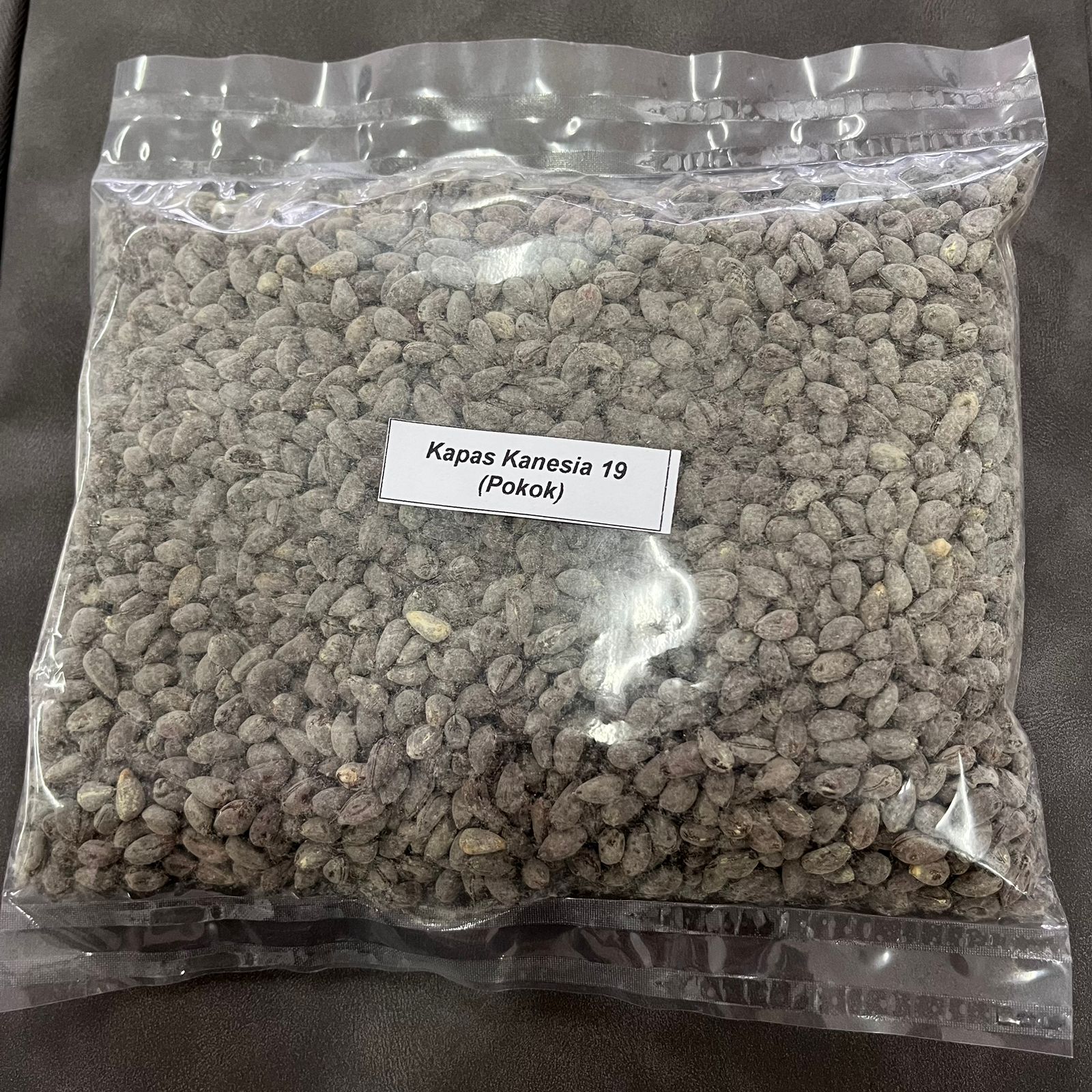 Kapas Kanesia 19 (Pokok)